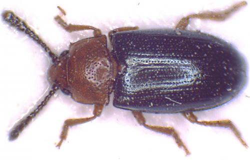 Triplax aenea