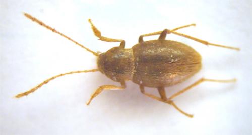 Réf. 40 460 : Troglophyes gavoyi