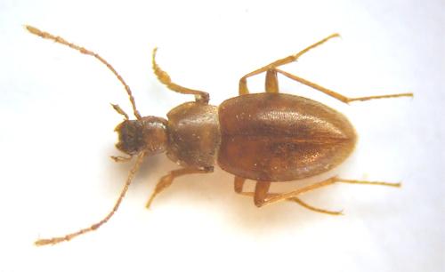 Réf. 40 457 : Troglophyes bedeli