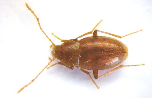 Réf. 40 458 : Troglophyes bedeli