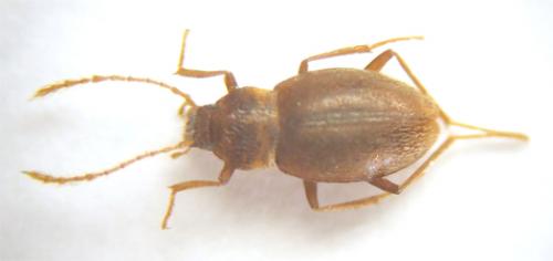 Réf. 40 463 : Troglophyes gavoyi