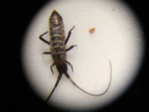 Réf. 40 136 : Pogonognathellus longicornis