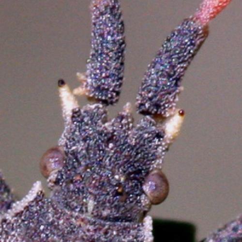 Enoplops scapha
