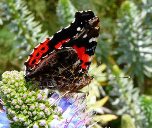 Vanessa vulcania