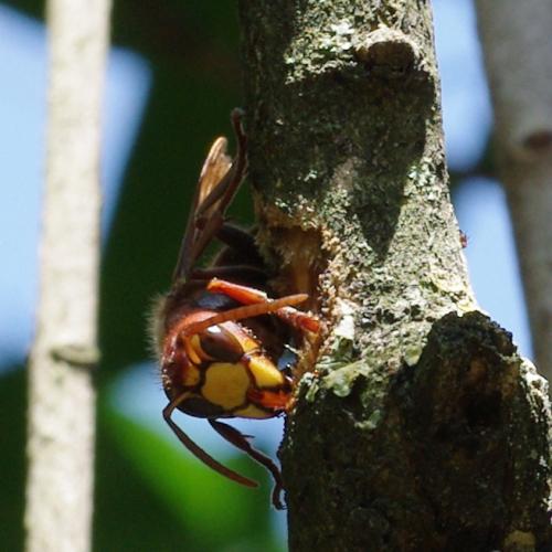 Vespa crabro