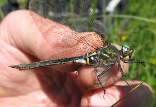 Somatochlora arctica