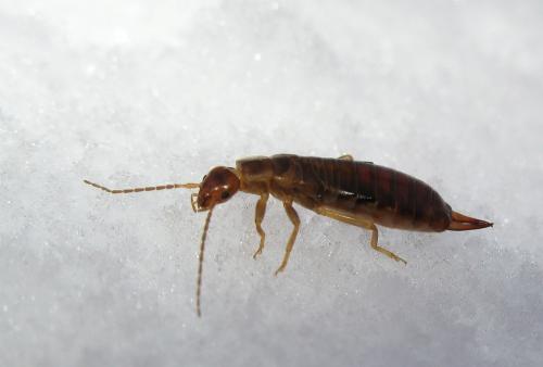 Chelidurella acanthopygia