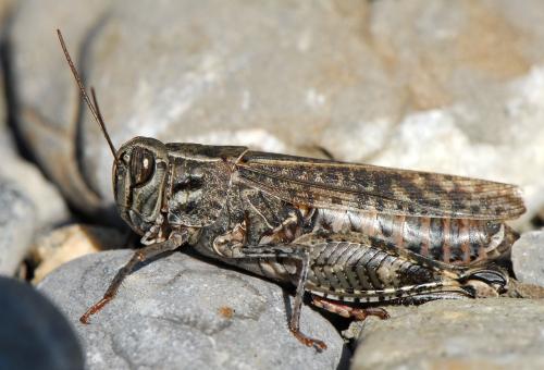 Calliptamus italicus