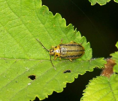 Réf. 40 511 : Xanthogaleruca luteola