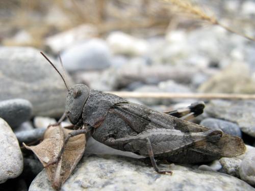 Oedipoda caerulescens caerulescens