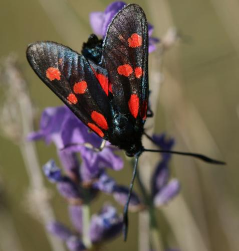 Zygaena sp.