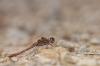 40203 – Photo : Simon Labonne – France (34)