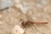 40204 – Photo : Simon Labonne – France (34)