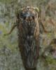 40210 – Photo : Christine DEVILLERS – Belgique