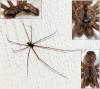 Holocnemus pluchei