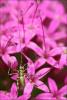 40223 – Photo : Kriznar Lucie – France (06)
