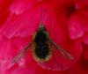 40484 – Photo : Gilles JACQUEMIN – France (88)