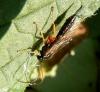 Apechthis compunctor
