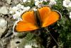 40842 – Photo : deedee – France (38)