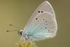 40630 – Photo : Aurelien Daloz – France (34)