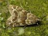 40729 – Photo : Vincent Lefebvre – France (91)