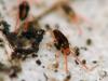 40355 – Photo : Guillaume JACQUEMIN – France (21)