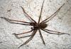 Tegenaria sp.