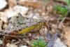 40164 – Photo : Arthropa - Benoit Martha – France (21)
