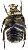 40422 – Photo : Carabus – France (05)