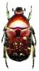 40421 – Photo : Carabus – France (05)
