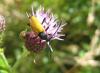 40879 – Photo : clovis – France (62)