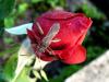 40991 – Photo : deedee – France (89)
