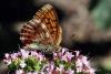 40845 – Photo : Liboupat – France (05)