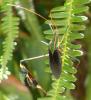 40157 – Photo : Christophe Girod – Guyane française