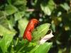 40237 – Photo : OCIS – Sénégal