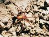 40988 – Photo : Ioannis Nicolis – Grèce
