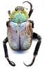 40291 – Photo : Carabus – France (38)