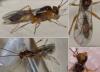 Mesochorinae inconnu