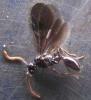 40523 – Photo : P. Legros – France (94)