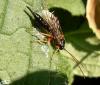 Apechthis compunctor