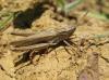40803 – Photo : clovis – Royaume-Uni