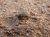 40572 – Photo : OCIS – Mauritanie