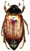 40409 – Photo : Carabus – France (18)