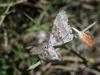 40551 – Photo : Philippe Mothiron – France (20)
