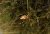 40519 – Photo : Roger MATHIEU – France (26)