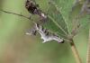 40447 – Photo : Nicolas Tobak – France (61)
