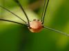 40513 – Photo : Jean Luc Kerveadou – France (29)