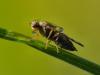 40928 – Photo : Denys Liger – France (27)
