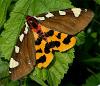 40244 – Photo : Pelouard – France (00)