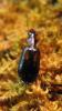 40138 – Photo : Clement Morin – France (74)
